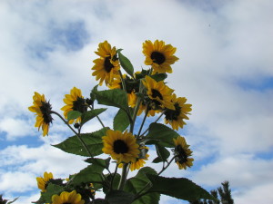 Sunflowers