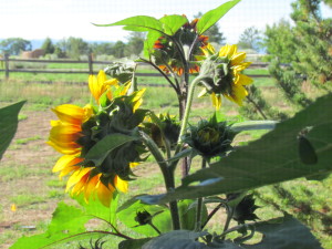 Sunflowers b